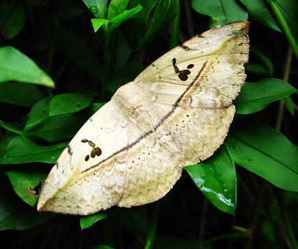  p>昆虫名,属鳞翅目,夜蛾科.