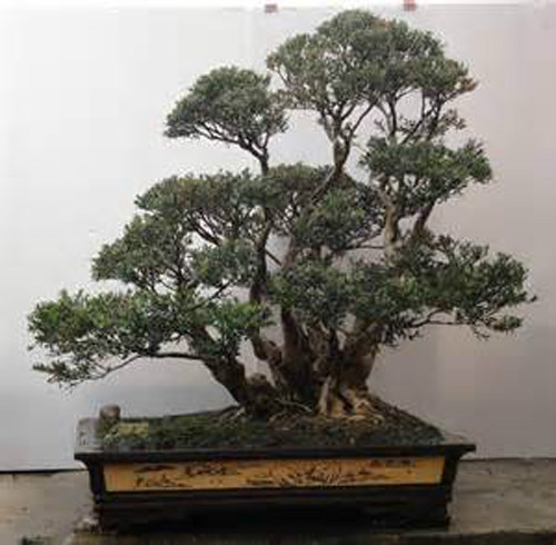  p>雀舌黄杨(学名: i>buxus bodinieri /i>  levl.