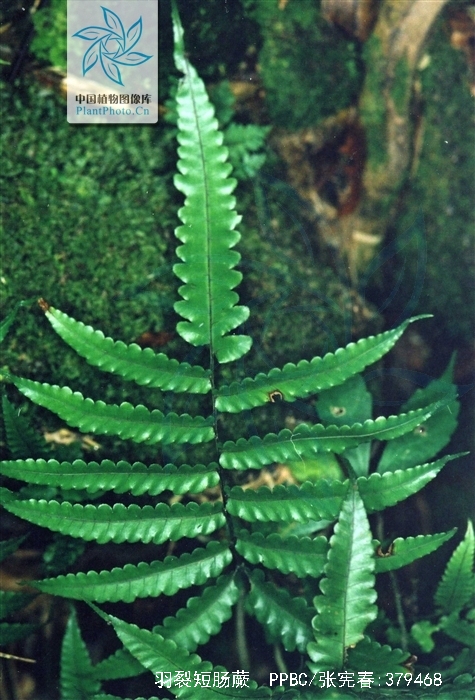  p>羽裂短肠蕨, a target="_blank" href="/item/蹄盖蕨科/1965645"