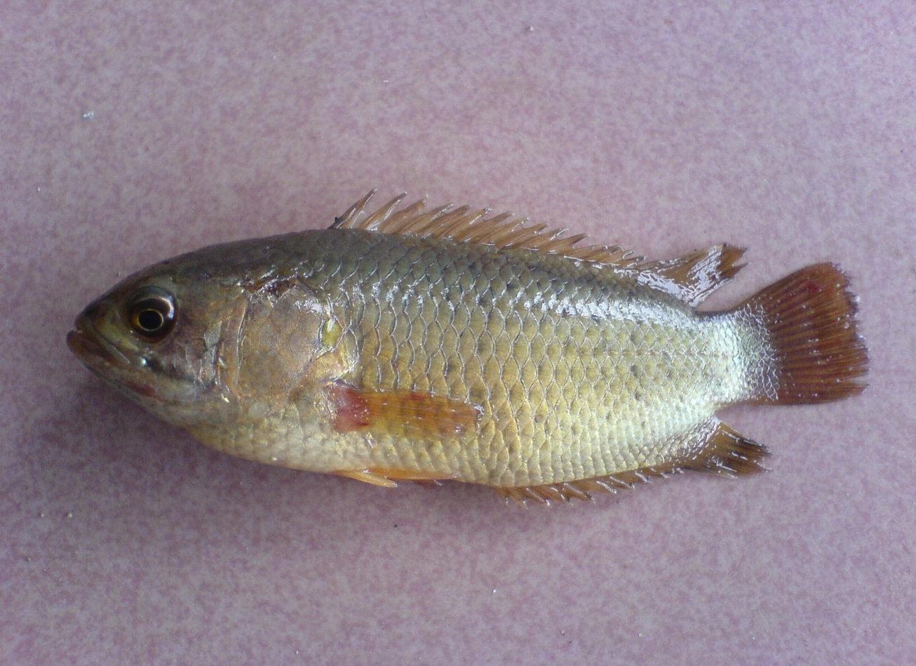  i>anabantidae /i>)是鲈形目,攀鲈亚目下一个科,包含攀鲈属,非洲攀鲈