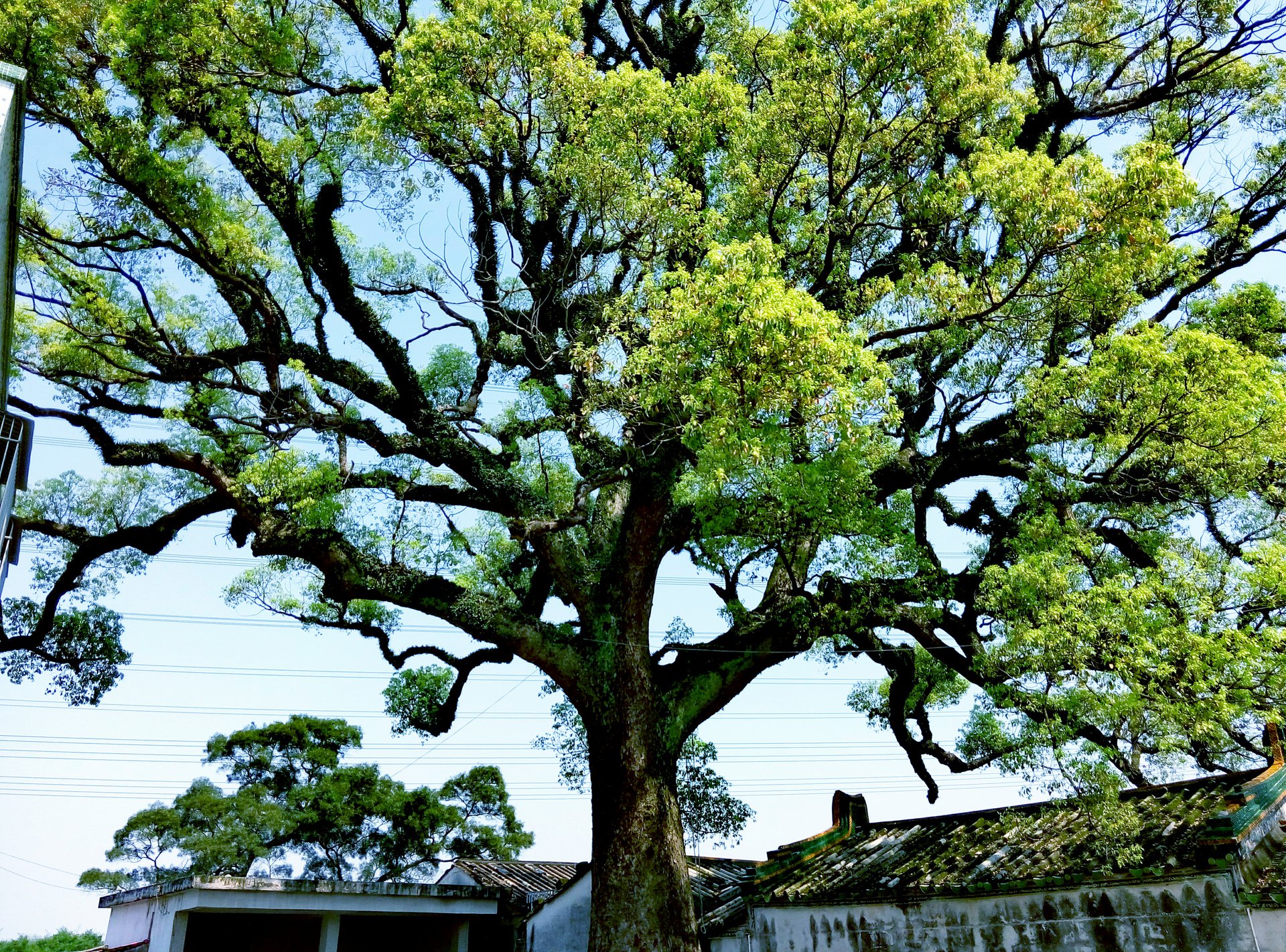  p>西社,是广东省揭阳市普宁市 a target="_blank" href="/item/占陇"