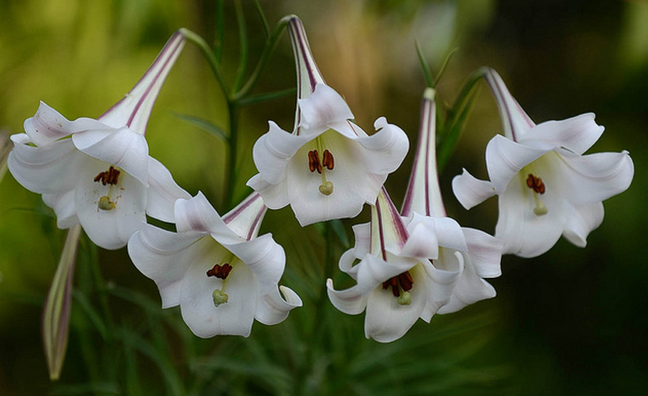  p>台湾百合(学名: i>lilium formosanum /i>  wallace): a href="#"