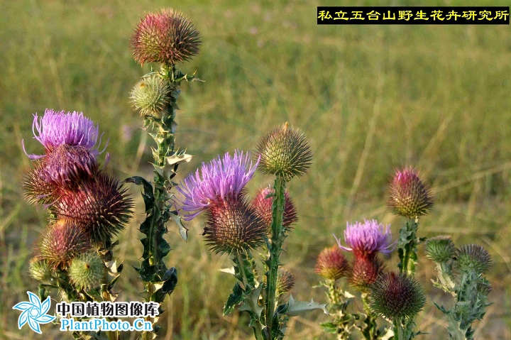丝毛飞廉