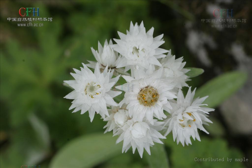 anaphalis tenuisissima)是 a href="#">桔梗目 /a>菊科 a href="#"