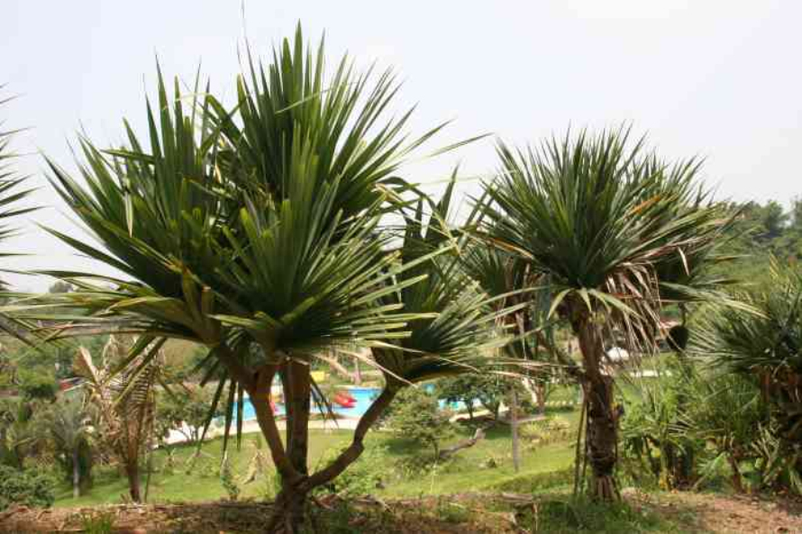 是露兜树科,露兜树属常绿分枝 a href="#" data-lemmaid="1520017">