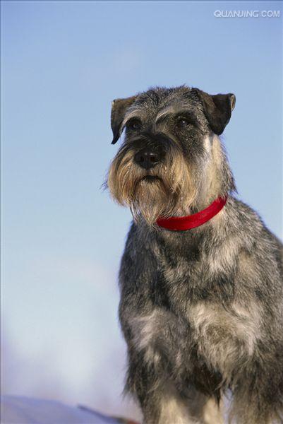  p> b>标准雪纳瑞 /b>是一种精力充沛,体格魁梧的 a href="#" data