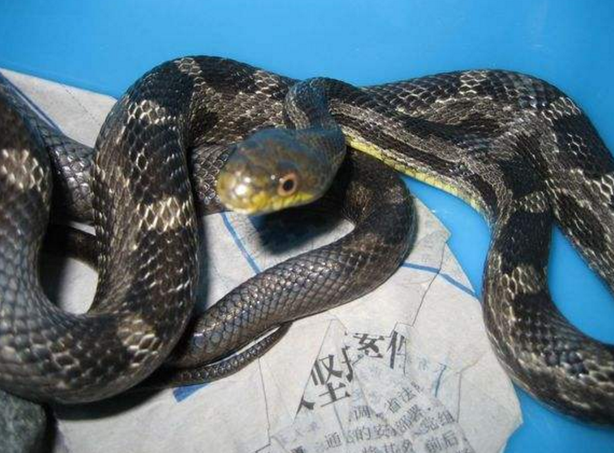  p>鼠蛇英文名:rat snake  a target="_blank"
