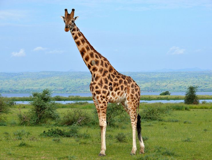 giraffa camelopardalis rothschildi