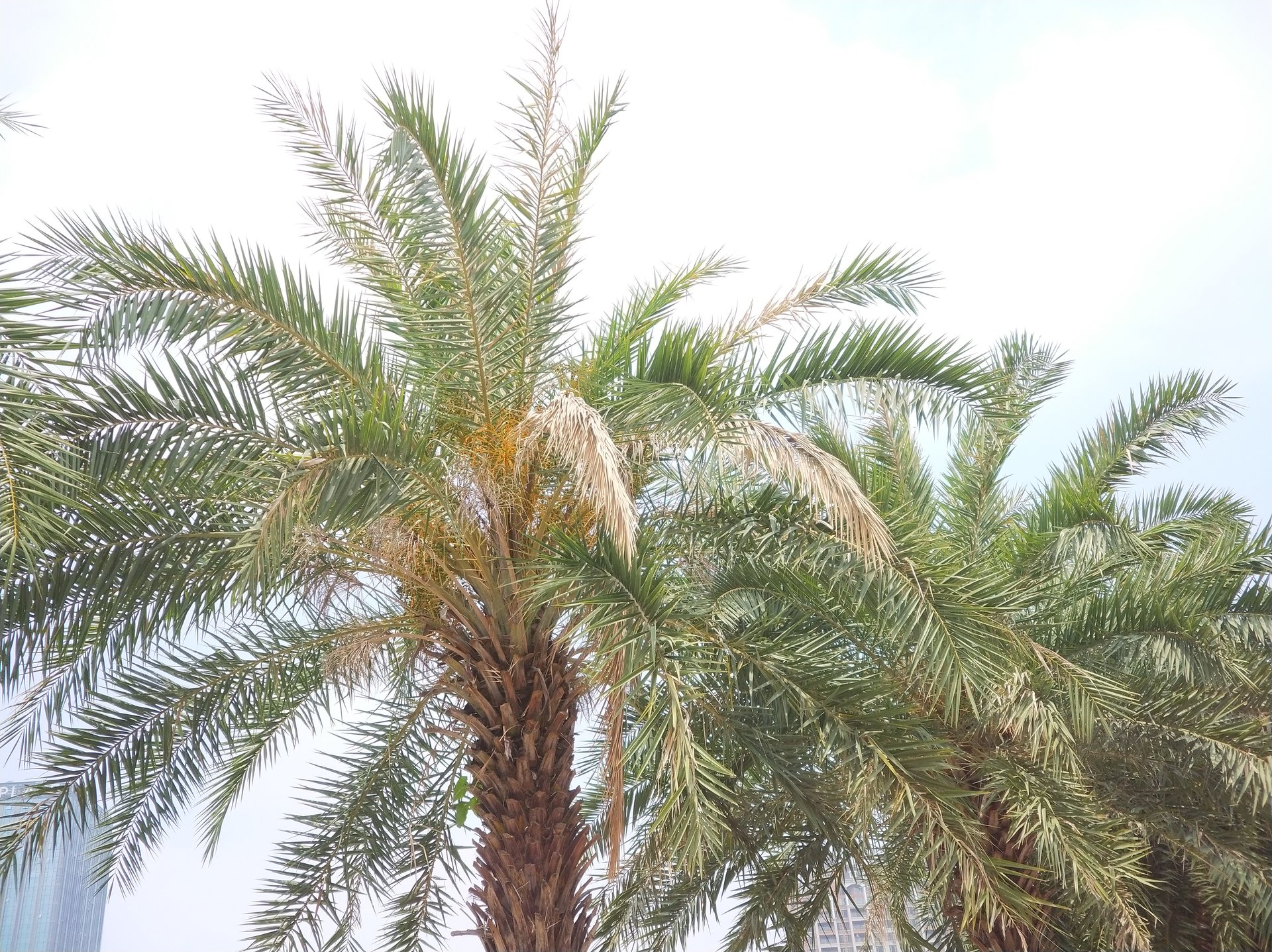  p>林刺葵(学名: i>phoenix sylvestris /i> roxb.