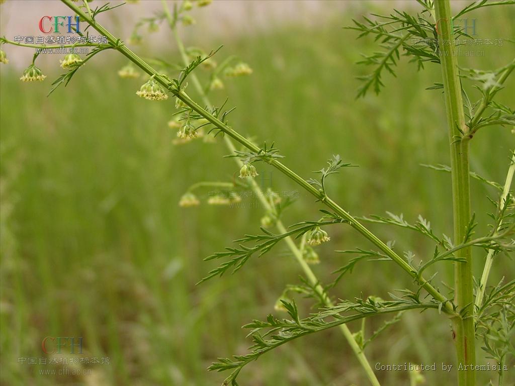 p>大头青蒿(学名:artemisia carvifolia var. schochii (mattf.