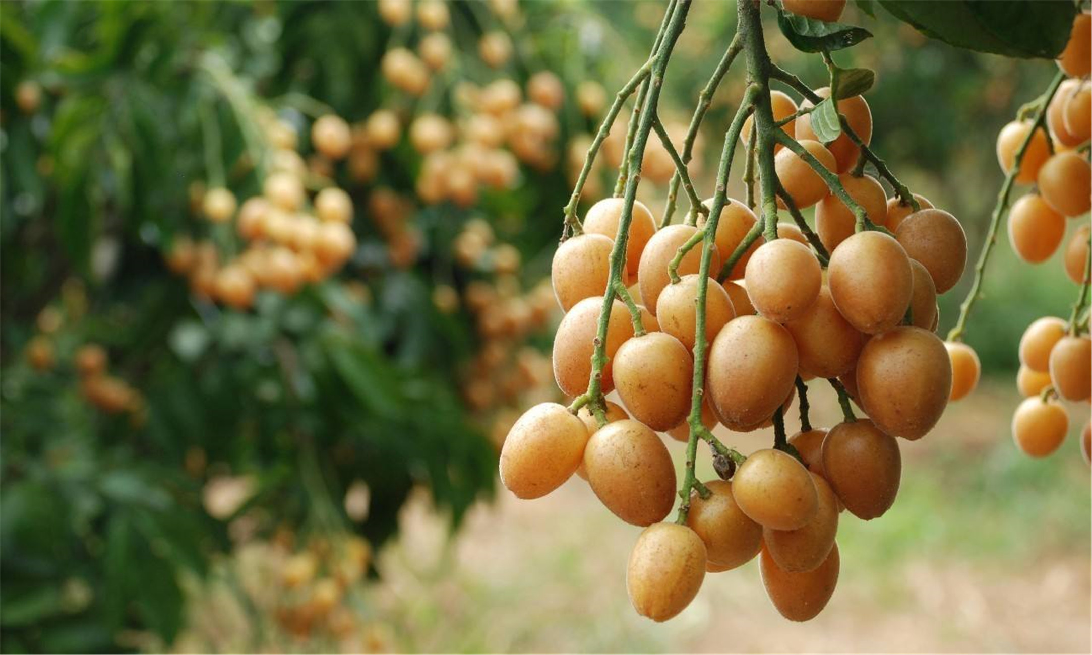  p>黄皮〔学名: i>clausena lansium /i> (lour.