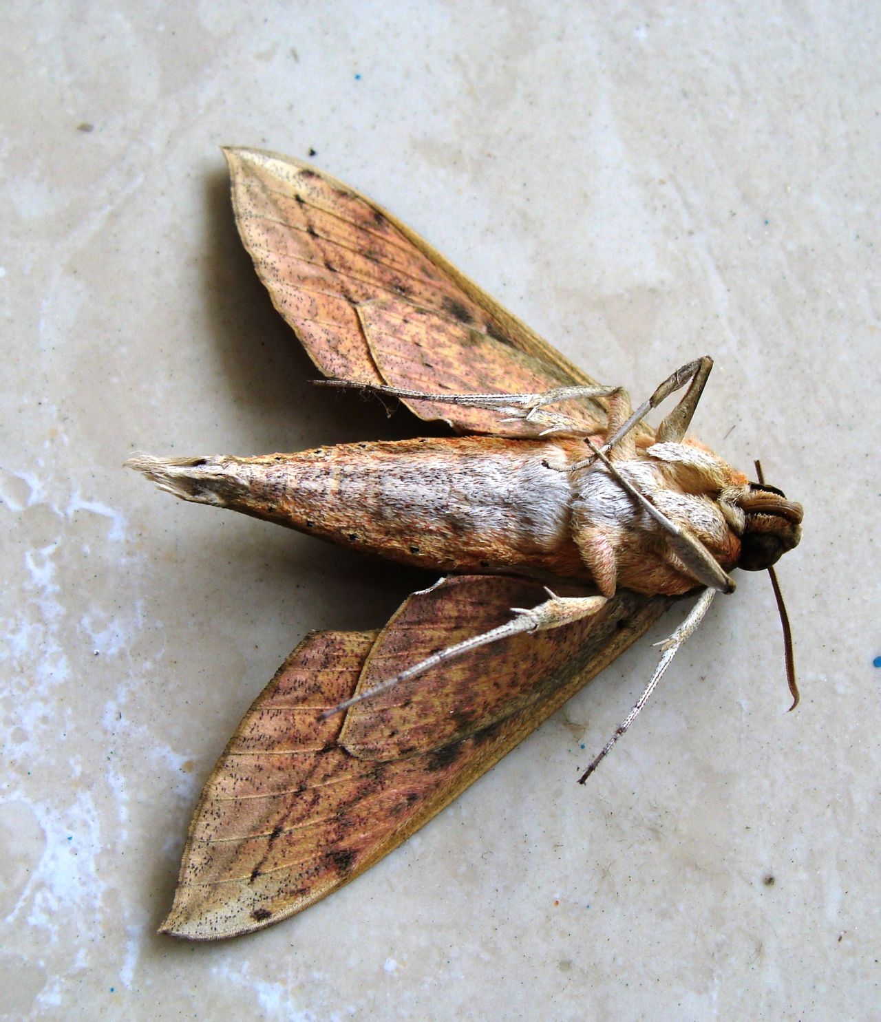 超度飞蛾-飞蛾吓人吗