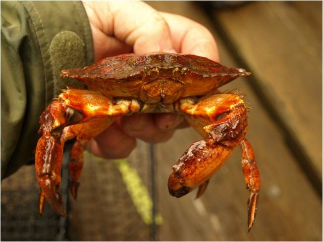  p>太平洋黄道蟹(学名: i>cancer antennarius /i>): a href="#" data