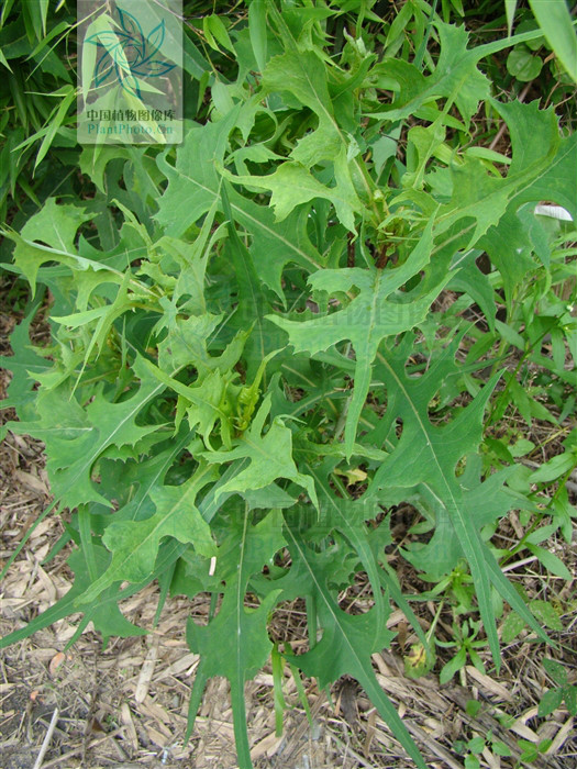 shih /i>)是菊科翅果菊属的植物,翼柄5厘米,侧裂片2-5对,总苞片4-5