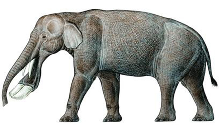  p>铲齿象是属于嵌齿象科的一种象类.