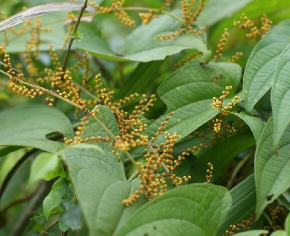 是薯蓣科薯蓣属植物,缠绕草质藤本.
