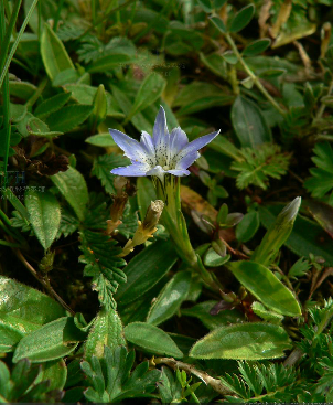  p>钻叶龙胆( i>gentiana haynaldii  /i>kanitz)一年生 a href="#"