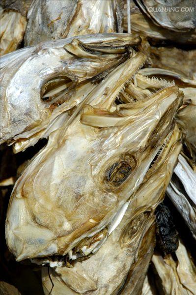  p>鳕鱼属脊椎动物门( i>vertebrata /i>),脊椎动物亚门( i>subphylum