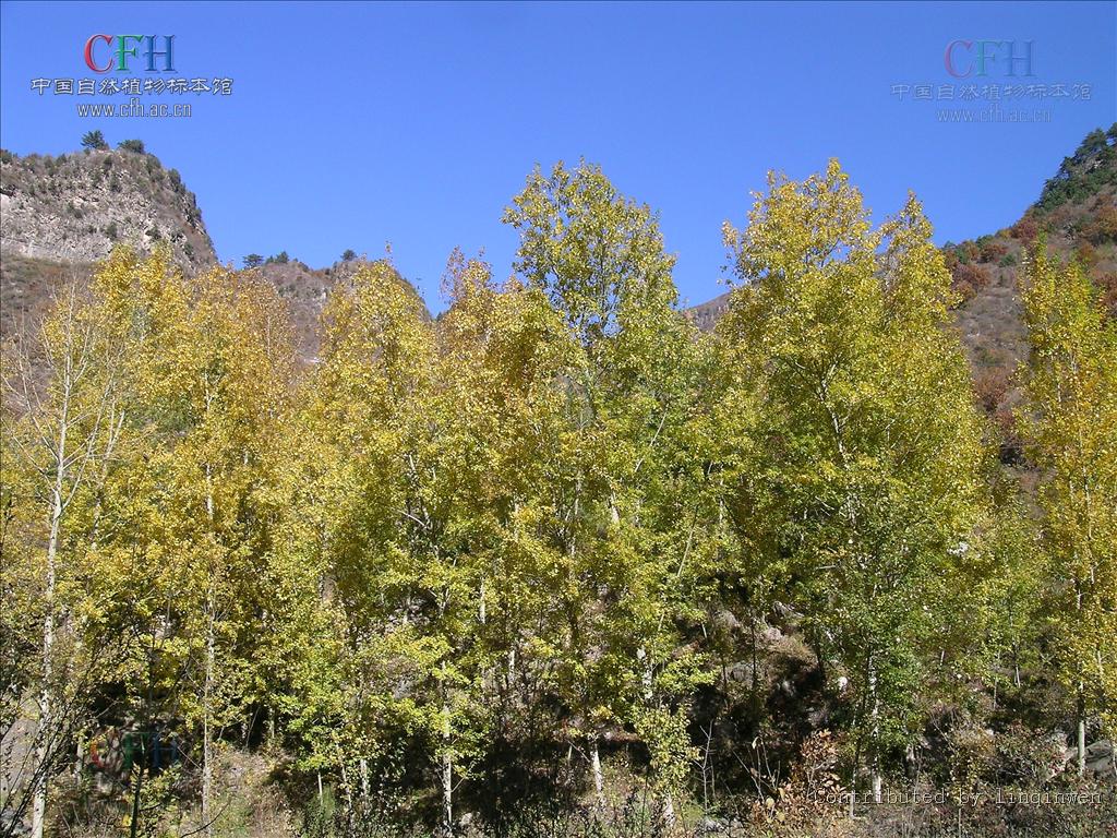 hsu)是杨柳科,杨属 a href="#" data-lemmaid="33239">乔木 /a>,高