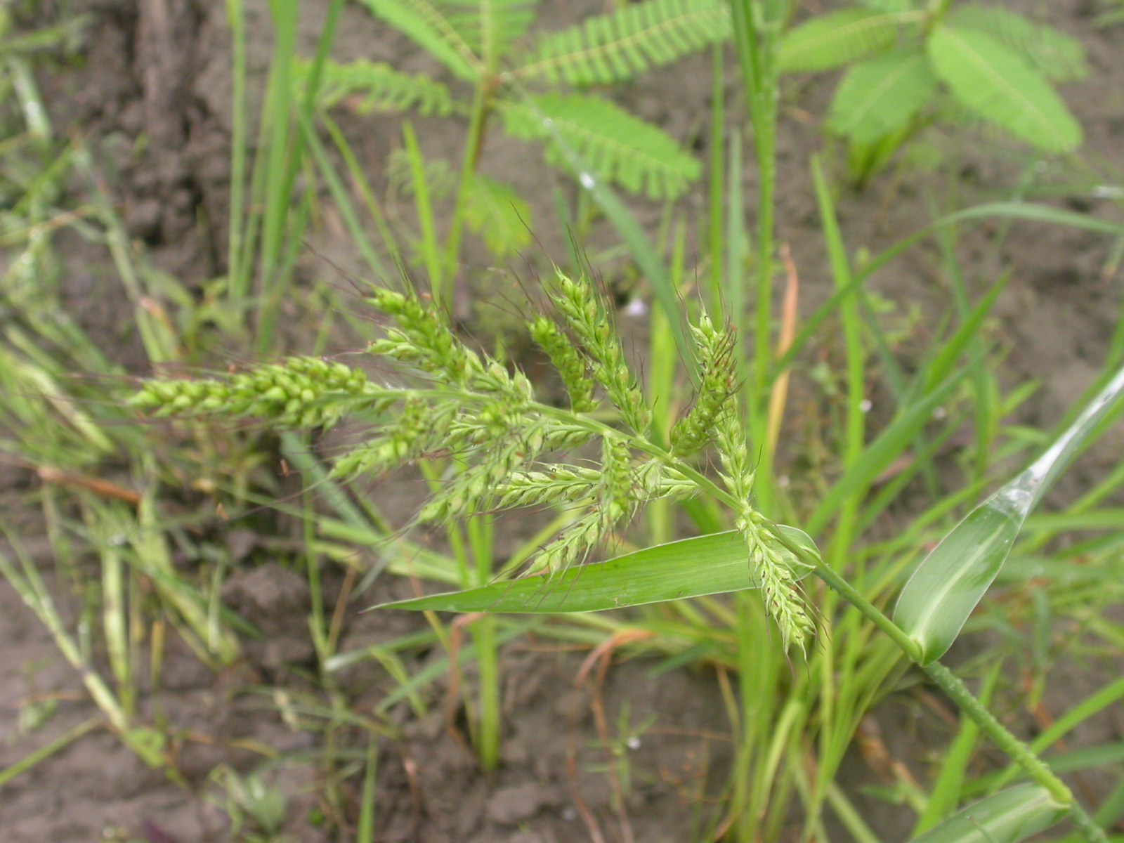  p> a href="#" data-lemmaid="9333310">水稗 /a>,拉丁文名