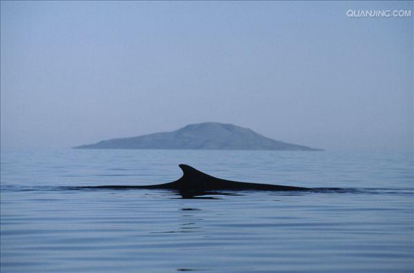 dorsal fin