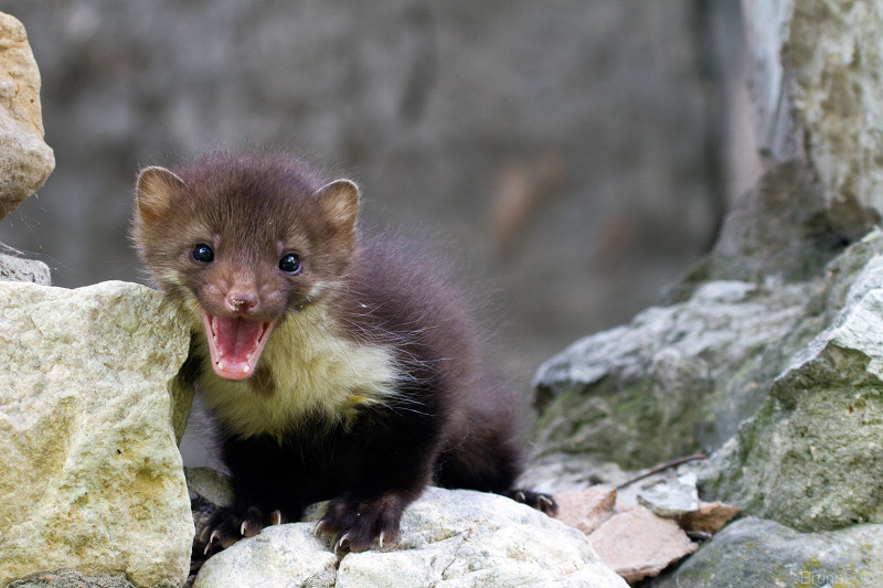 stone marten