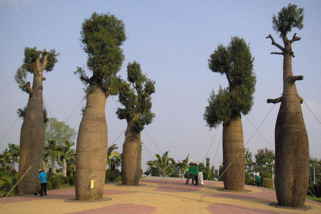  p>佛肚树(学名: i>jatropha podagrica /i> hook.