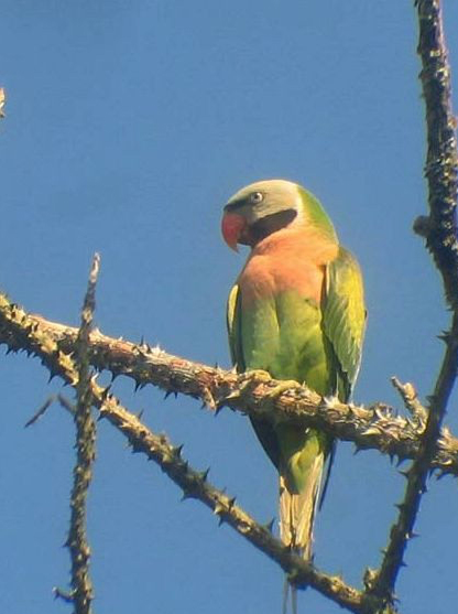  p>绯胸鹦鹉(学名: i>psittacula alexandri /i>):是中型 a href="#">