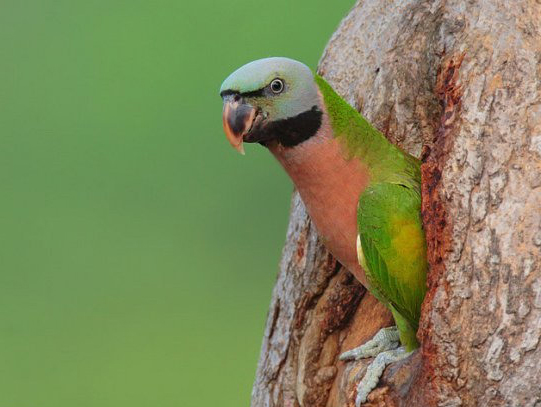  p>绯胸鹦鹉(学名: i>psittacula alexandri /i>):是中型 a href="#">