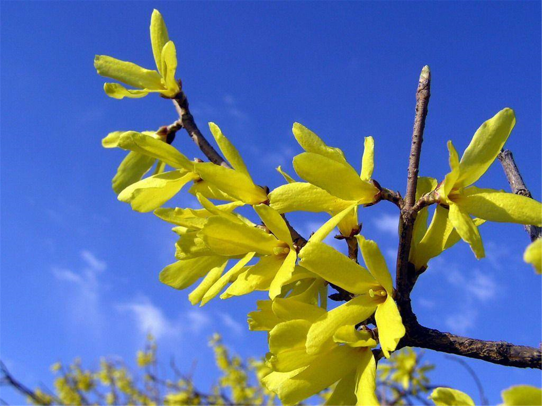  p>连翘(拉丁学名: i>forsythia suspensa /i>):是 a target="_blank"