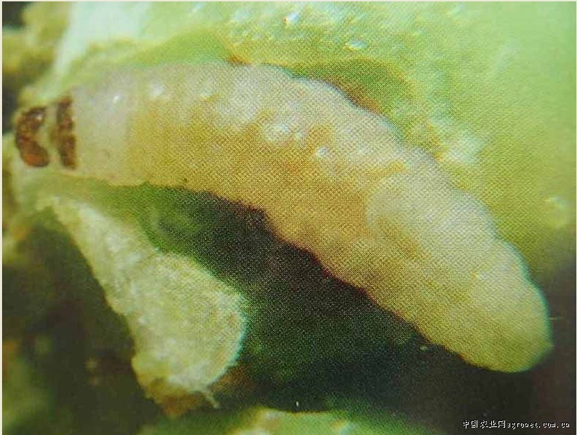  p>大豆食心虫( i>leguminivora glycinivorella /i>&nbsp