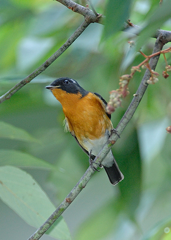  p>鸲姬鹟(学名: i>ficedula mugimaki /i>):体长11-14厘米,体重11-15