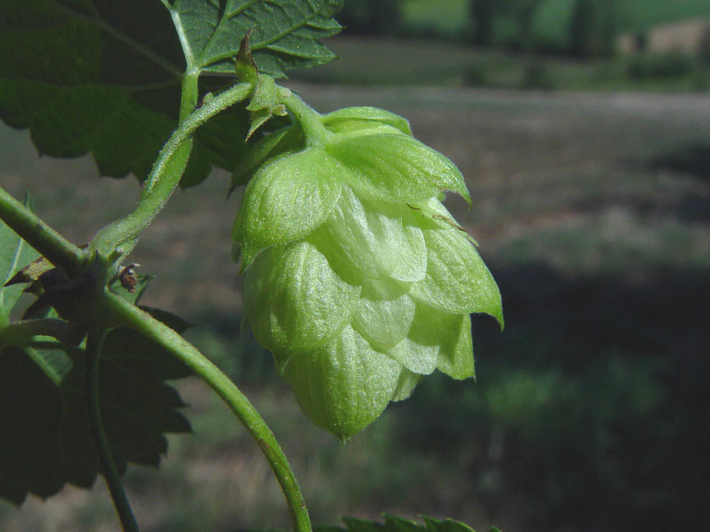 /p p(拉丁学名 i>humulus lupulus/i,别名蛇麻花,忽布,酵母花