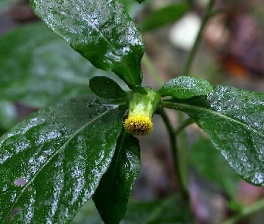  p>烟管头草(学名: i> i>carpesium cernuum /i>  /i>l.