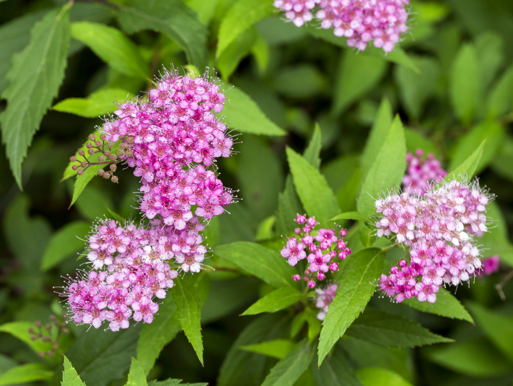  p>粉花绣线菊(学名: i>spiraea japonica /i> l. f.