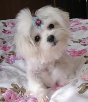 拉萨犬