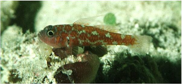  p>鰕虎鱼科是鰕虎科的一种生物,命名者为smith. /p>