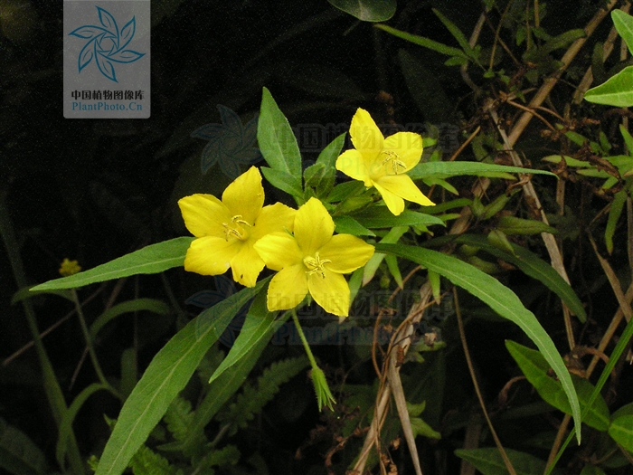  p>福建过路黄(学名: i>lysimachia fukienensis  /i>hand.-mazz.