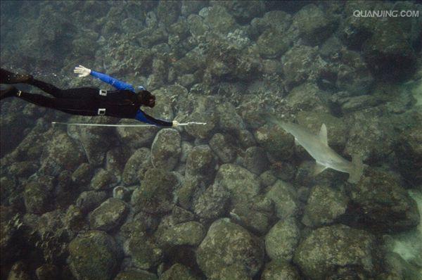 scalloped hammerhead