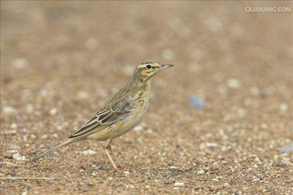  p>平原鹨(学名: i>anthus campestris /i>):是 a href="#">雀形目 /a