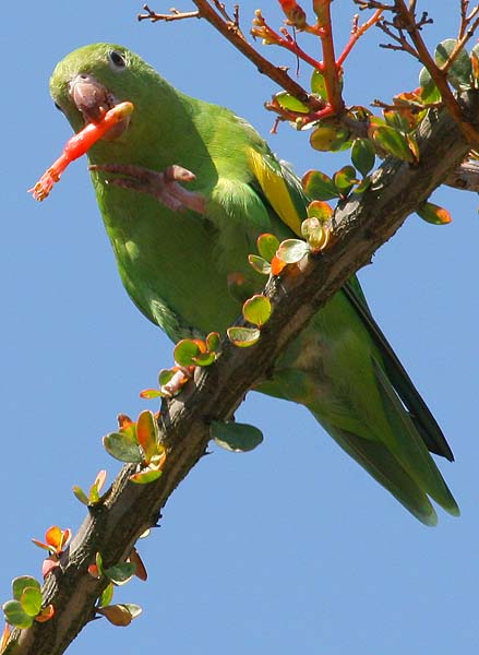 p>黄翅斑鹦哥(学名:brotogeris chiriri)是典型的