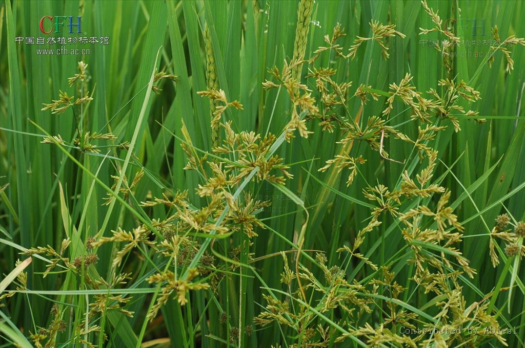  p>碎米莎草(拉丁学名:cyperus iria l.