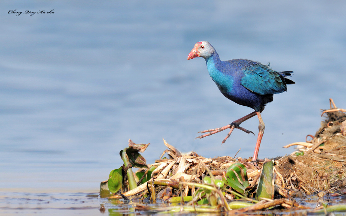 lord howe island swamphen