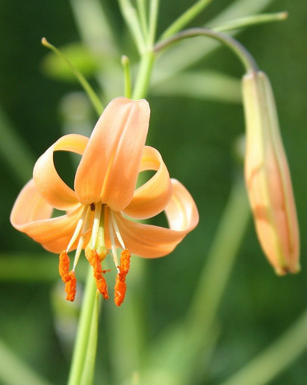 lilium callosum