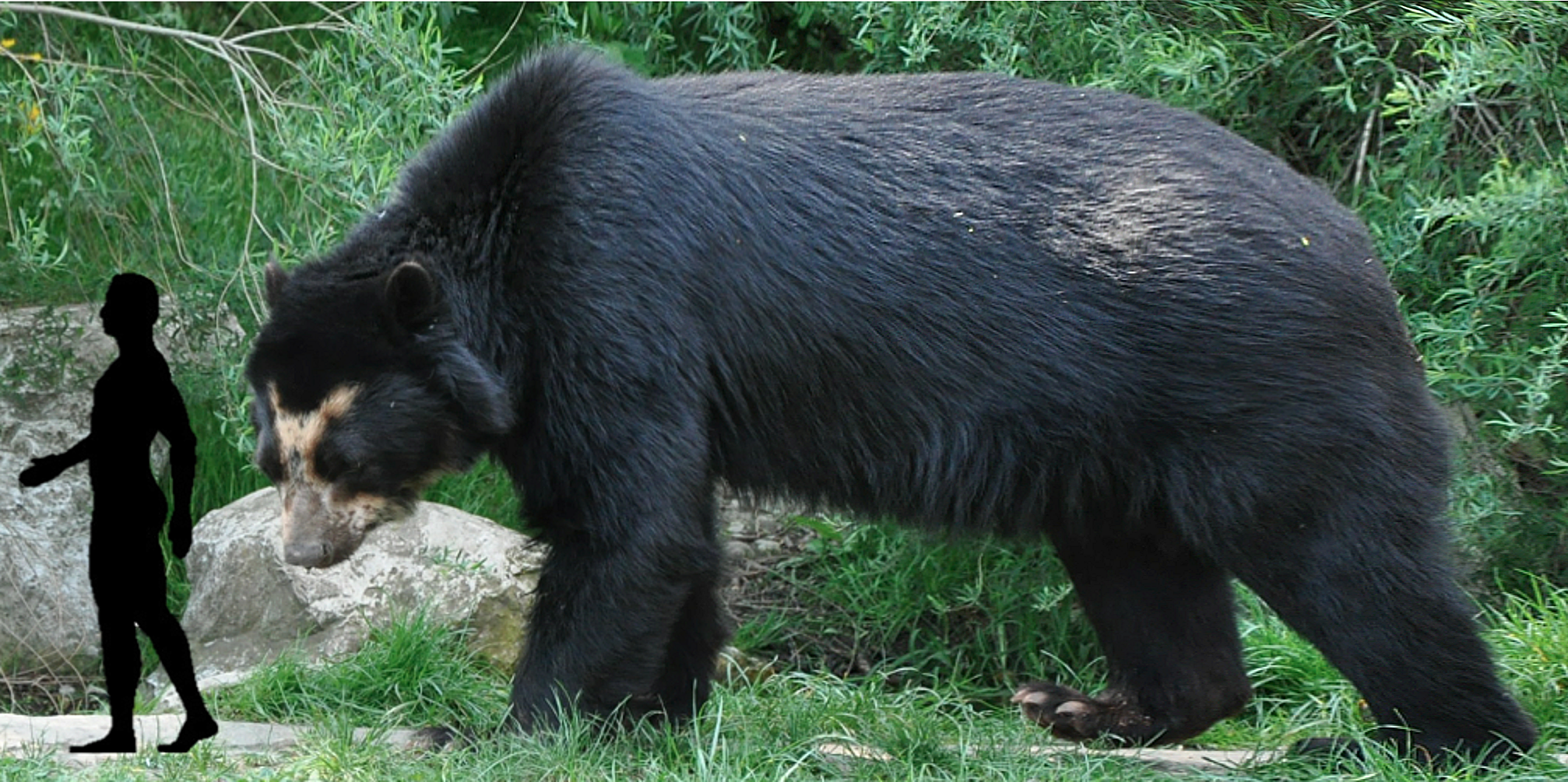  p> b>南美细齿巨熊 /b>( i>arctotherium angustidens /i>)是一种