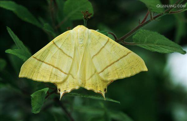  p>昆虫名,为鳞翅目, a href="#" data-lemmaid="248023">凤蛾科 /a>.