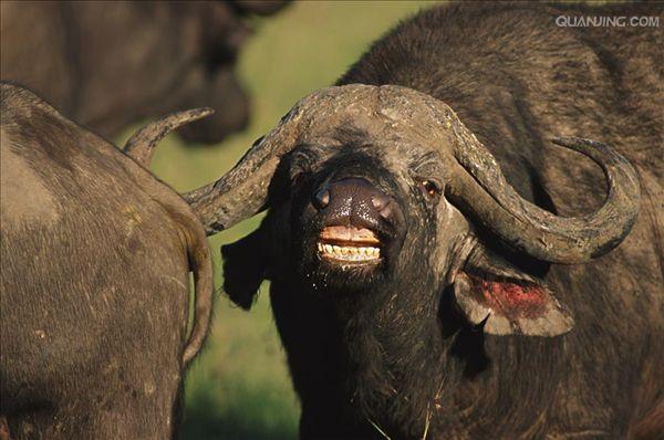  p>水牛(学名:bubalus bubalus,英文名称:asian buffalo)也叫印度水牛