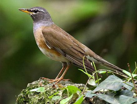  p>白眉鸫(学名: i>eyebrowed thrush /i>):中型 a target="_blank"
