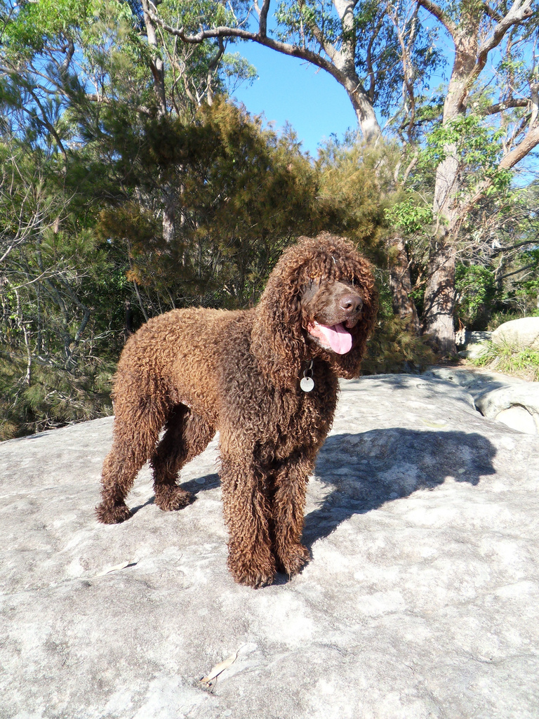  p>爱尔兰水 a href="#">猎犬 /a>是一种漂亮的,结构坚固的运动犬