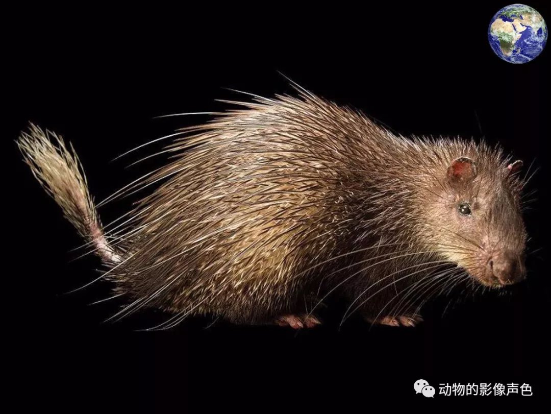 行走着的鲛肌帚尾豪猪，这身装备进可攻退可守_百科TA说